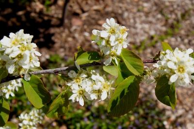 Amelanchier ovalis (Garden Serviceberry), inflorescence