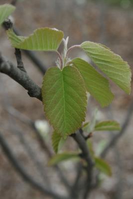 Amelanchier sanguinea (Round-leaved Serviceberry), leaf, spring