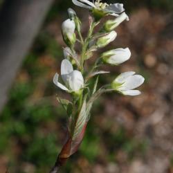 Amelanchier laevis (Allegheny Serviceberry), flower, side