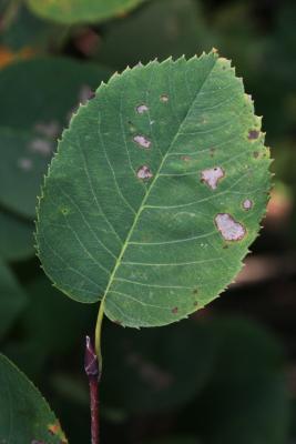 Amelanchier interior (Inland Serviceberry), leaf, upper surface