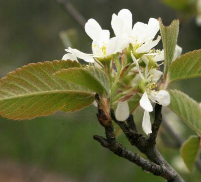 Amelanchier sanguinea (Round-leaved Serviceberry), flower, side