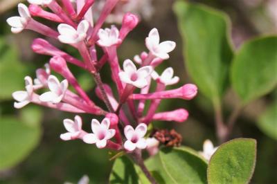 Syringa 'Bailbelle' (TINKERBELL PP12294) (TINKERBELL® Lilac PP12294), flower, side