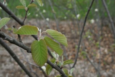 Amelanchier sanguinea (Round-leaved Serviceberry), leaf, spring