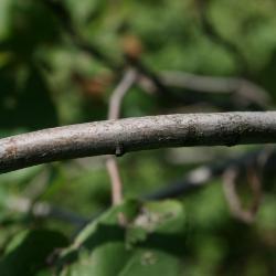Amelanchier humilis (Low Serviceberry), bark, branch