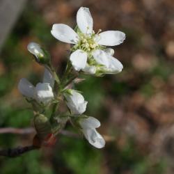 Amelanchier laevis (Allegheny Serviceberry), flower, full