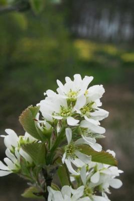 Amelanchier sanguinea (Round-leaved Serviceberry), flower, full