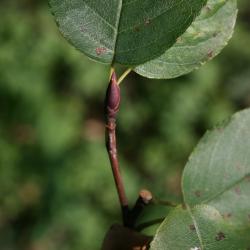 Amelanchier humilis (Low Serviceberry), bud, terminal