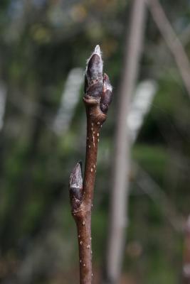 Amelanchier humilis (Low Serviceberry), bud, terminal