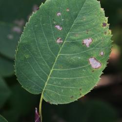 Amelanchier interior (Inland Serviceberry), leaf, upper surface