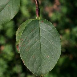 Amelanchier humilis (Low Serviceberry), leaf, upper surface