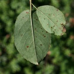 Amelanchier humilis (Low Serviceberry), leaf, lower surface