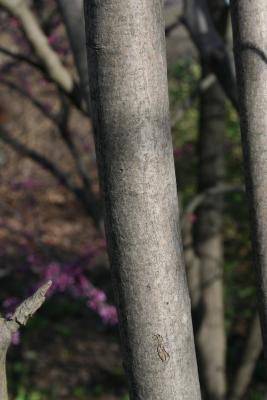 Amelanchier laevis (Allegheny Serviceberry), bark, trunk