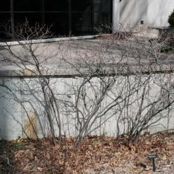 Amelanchier humilis (Low Serviceberry), habit, spring