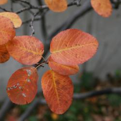 Amelanchier humilis (Low Serviceberry), leaf, fall