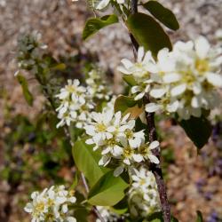 Amelanchier ovalis (Garden Serviceberry), inflorescence
