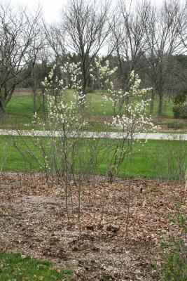 Amelanchier sanguinea (Round-leaved Serviceberry), habit, spring