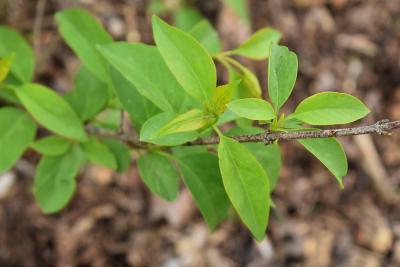Syringa ×persica 'Alba' (Persian Lilac), leaf, spring