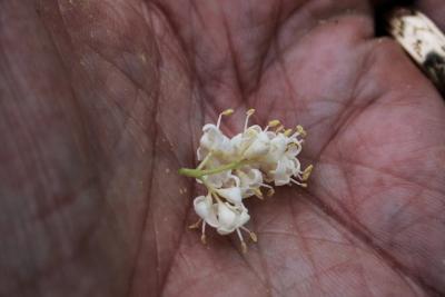 Syringa oblata (Early Lilac), flower, full