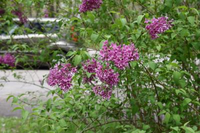 Syringa ×chinensis (Chinese Lilac), habit, spring