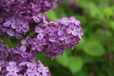 Syringa 'Declaration' (Declaration Lilac), flower, throat