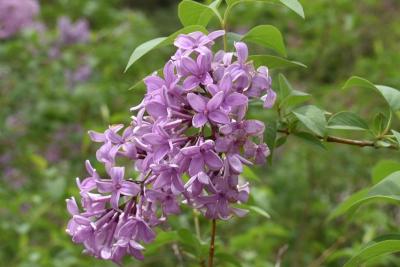 Syringa ×chinensis (Chinese Lilac), flower, throat