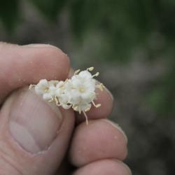 Syringa oblata (Early Lilac), flower, throat