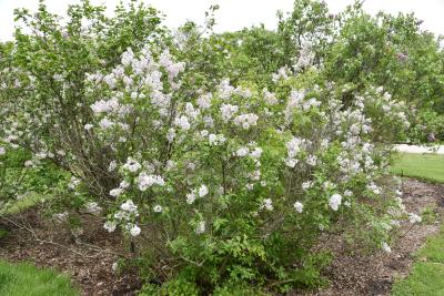 Syringa ×persica 'Alba' (Persian Lilac), habit, spring