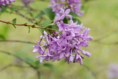 Syringa ×chinensis (Chinese Lilac), inflorescence