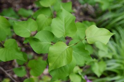 Syringa 'Declaration' (Declaration Lilac), leaf, summer
