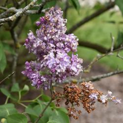 Syringa 'Swarthmore' (Swarthmore Lilac), inflorescence