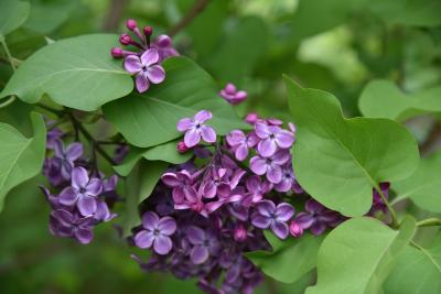 Syringa 'Declaration' (Declaration Lilac), flower, full