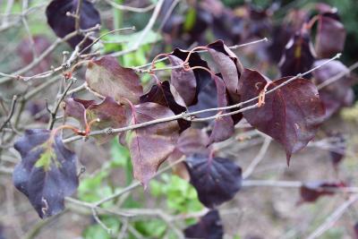 Syringa oblata var. giraldii (Purple Early Lilac), bark, twig