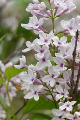Syringa ×persica 'Alba' (Persian Lilac), flower, full