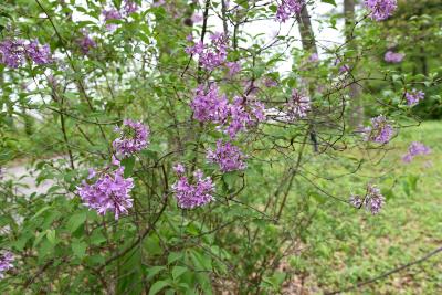 Syringa ×chinensis (Chinese Lilac), habit, spring