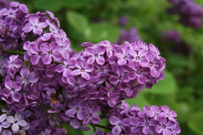 Syringa 'Declaration' (Declaration Lilac), flower, throat