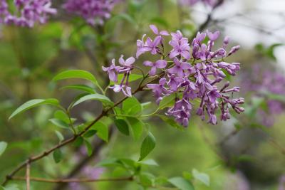 Syringa ×chinensis (Chinese Lilac), inflorescence