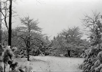 Forest Road with snow-covered trees
