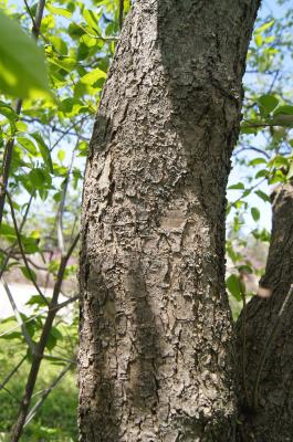 Syringa reticulata ssp. reticulata (Japanese Tree Lilac), bark, branch