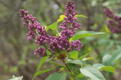 Syringa vulgaris 'Guizot' (Guizot Common Lilac), bud, flower