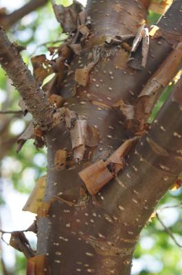 Syringa pekinensis 'Morton' (CHINA SNOW) (CHINA SNOW® Peking Lilac), bark, trunk