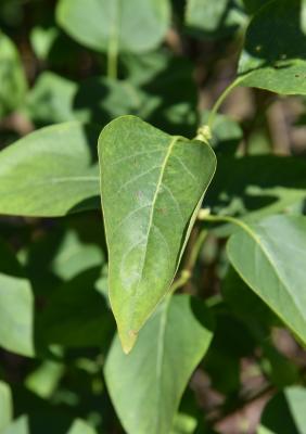Syringa vulgaris (Common Lilac), leaf, upper surface