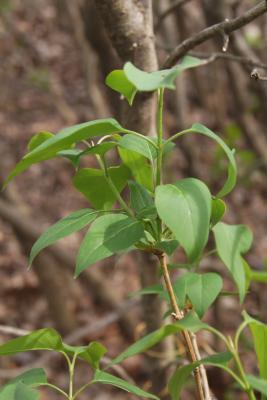 Syringa vulgaris 'Guizot' (Guizot Common Lilac), leaf, spring