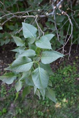 Syringa vulgaris 'Guizot' (Guizot Common Lilac), leaf, summer