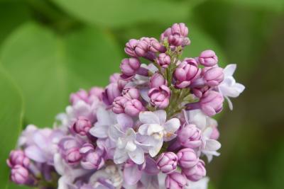 Syringa vulgaris 'Michel Buchner' (Michel Buchner Common Lilac), bud, flower