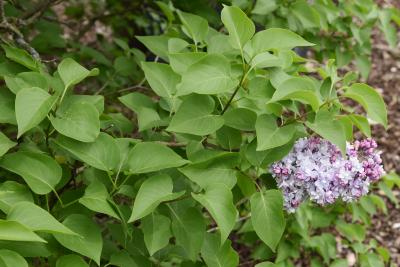 Syringa vulgaris 'Michel Buchner' (Michel Buchner Common Lilac), leaf, spring