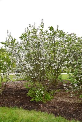 Syringa patula (Manchurian Lilac), habit, spring