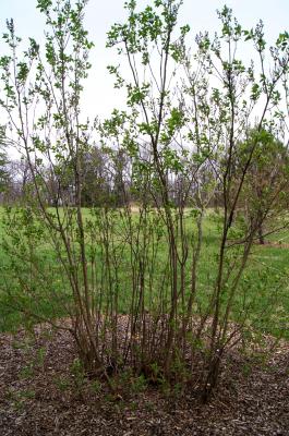 Syringa vulgaris (Common Lilac), habit, spring