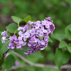 Syringa vulgaris 'Fuerst Buelow' (Fuerst Buelow Common Lilac), flower, throat