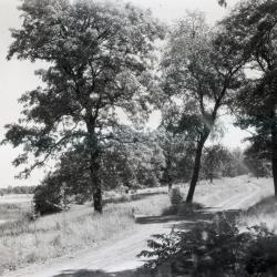 Arboretum  unpaved road alongside body of water on left