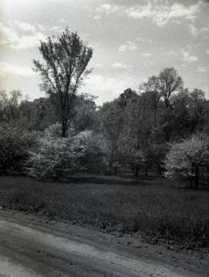 Arboretum grounds, natural area near Parking Lot 7, view from unpaved road